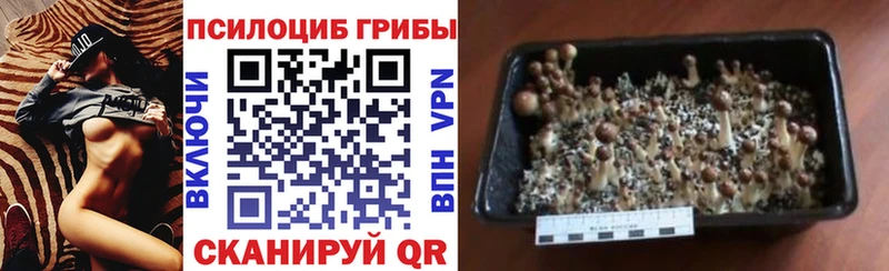 где купить наркотик  Свирск  Псилоцибиновые грибы Psilocybe 
